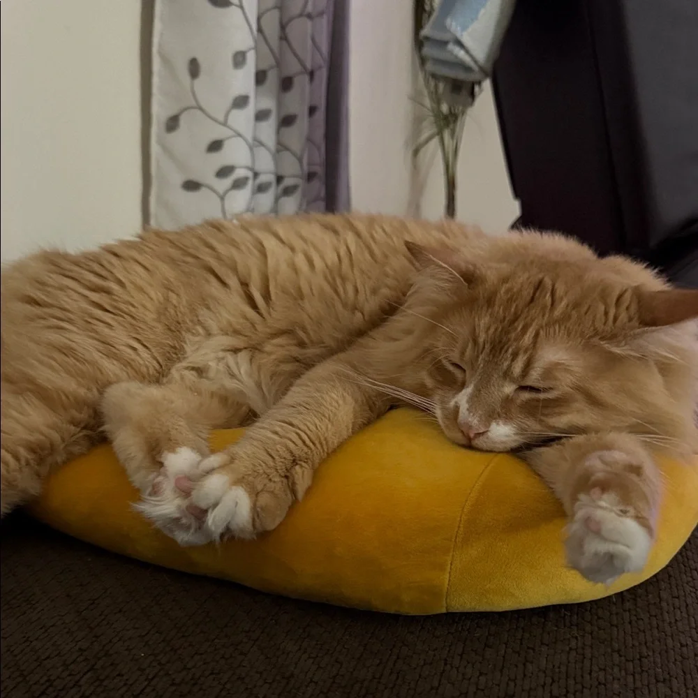 Cozy Yellow Cat Cushion